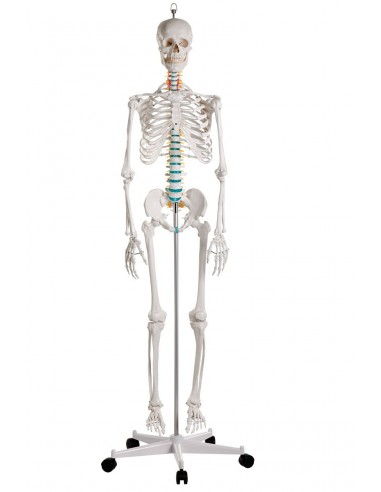Modelo Anatómico Profesional de esqueleto masculino adulto. Iberomed