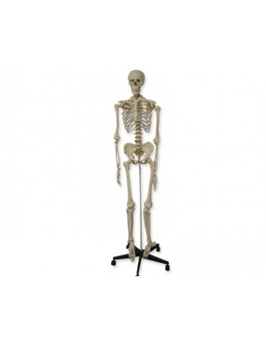 Modelo Anatómico. Esqueleto y Columna Vertebral. Iberomed