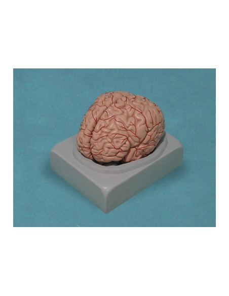 Modelo Anatómico. Sistema Nervioso. Cerebro | Iberomed