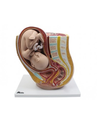 Modelo Anatómico. Embarazo. Aparato Genital. Iberomed