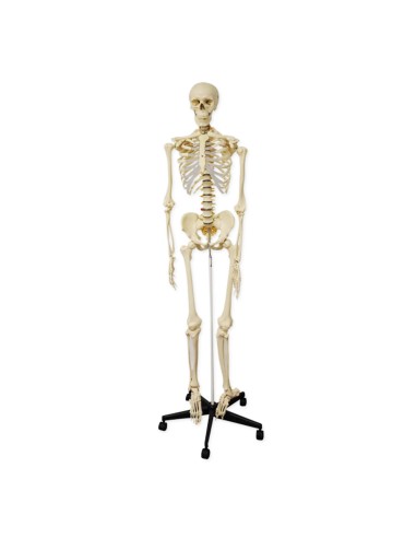 Modelo Anatómico. Esqueleto y Columna Vertebral.