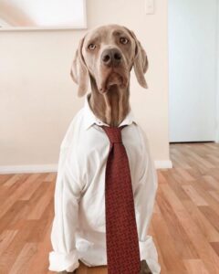 perro de asistencia con corbata