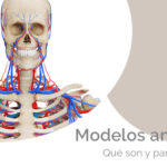 Modelos anatómicos: qué son y para qué se utilizan