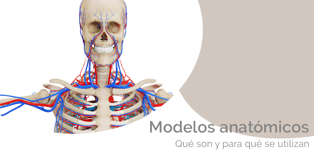 Modelos anatómicos: qué son y para qué se utilizan | Blog Iberomed